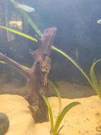 L397, Dieren en Toebehoren, Vissen | Aquariumvissen, Overige typen, Zoetwatervis, Schoolvis