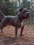 DEKREU LILAC AMERICAN BULLY XL, Dieren en Toebehoren, Honden | Dekreuen, 15 weken tot 1 jaar, Reu, CDV (hondenziekte), Eén hond