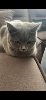 Britse korthaar, Kater, Ontwormd