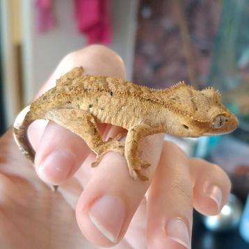 Brindle superdalmatian wimpergekko/crested gecko man(1.0) beschikbaar voor biedingen