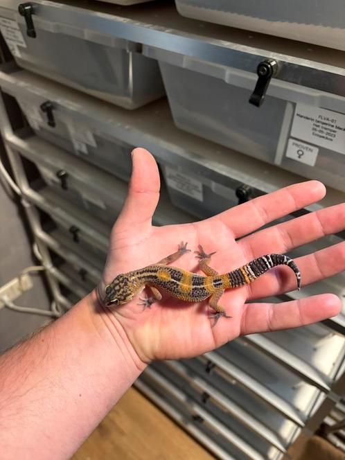 0.1 manderin tangerine black night 66% het tremper, Dieren en Toebehoren, Reptielen en Amfibieën, Hagedis