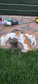 4 jonge kittens (katers) 11 weken oud, Dieren en Toebehoren, Katten en Kittens | Overige Katten, Poes, Kortharig, 0 tot 2 jaar