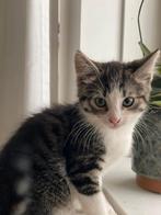 Lief mooi katertje, Kater, Kortharig, 0 tot 2 jaar
