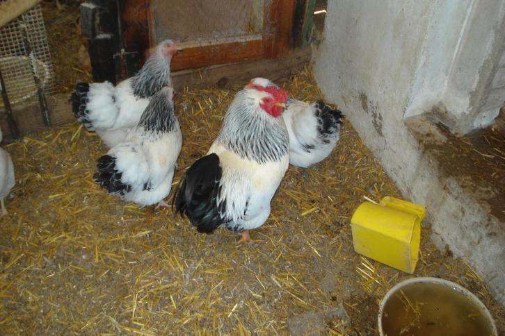 Wyandotte KRIEL kippen, Dieren en Toebehoren, Pluimvee, Kip, Meerdere dieren