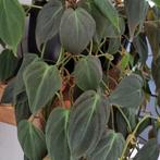 philodendron micans stek, Ophalen of Verzenden, Halfschaduw, Minder dan 100 cm