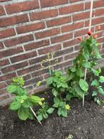 bramenstruik, Tuin en Terras, Ophalen of Verzenden, Eenjarig, Groenteplanten, Volle zon