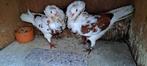 Te koop sierduiven Oudhollands kapucijnen duiven, Dieren en Toebehoren, Vogels | Duiven, Meerdere dieren, Overige soorten