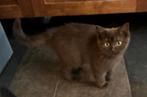 Brits korthaar kitten met stamboom, ouders getest, Dieren en Toebehoren, Katten en Kittens | Raskatten | Korthaar, Poes, Met stamboom