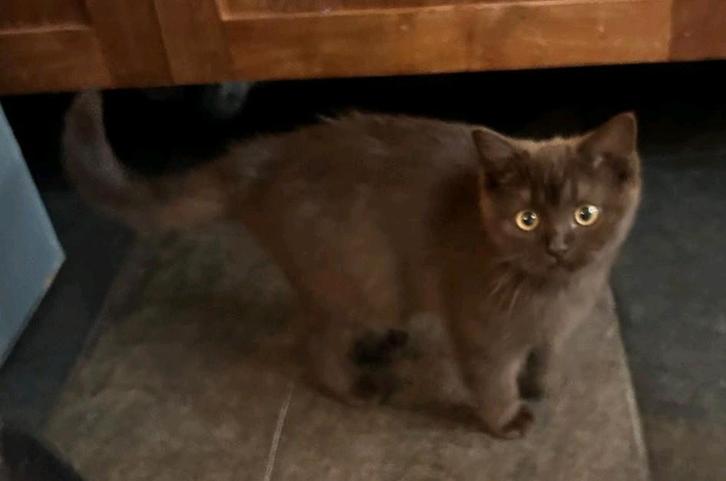 Brits korthaar kitten met stamboom, ouders getest, Dieren en Toebehoren, Katten en Kittens | Raskatten | Korthaar, Poes, Met stamboom