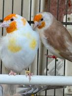 major putters, Dieren en Toebehoren, Vogels | Overige Vogels, Meerdere dieren, Wildzangvogel