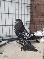 Hollandse kroppers zwart getijgerde, Dieren en Toebehoren, Meerdere dieren, Kropper