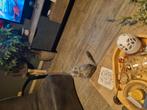 kitten is 4 maandjes oud, Dieren en Toebehoren, Katten en Kittens | Raskatten | Korthaar, Kater