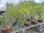 Wisteria bonsai, Overige soorten, Lente, Minder dan 100 cm, Ophalen