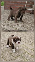 Engelse bul x Labradoodle, Dieren en Toebehoren, 8 tot 15 weken, Bulldog, Meerdere, Meerdere dieren