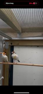 Super mooie koppel majoor putters, Dieren en Toebehoren, Vogels | Overige Vogels, Meerdere dieren, Wildzangvogel