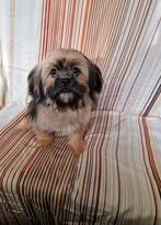 Shih Tzu, Dieren en Toebehoren, Honden | Chihuahua's en Gezelschapshonden, 15 weken tot 1 jaar, CDV (hondenziekte), Eén hond, Nederland