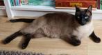 Chocolate Point Siamees kater Herman, Kater, Gechipt, 6 jaar of ouder