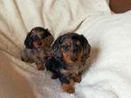 Prachtig gekleurde langharige dwerg teckel puppy's, pups, Parvo, 8 tot 15 weken, Dwerg, Langhaar