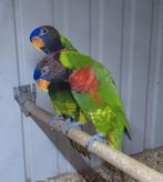 Massenalori, lori, lorie,lori's, Dieren en Toebehoren, Vogels | Parkieten en Papegaaien, Meerdere dieren, Papegaai, Geringd