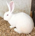 Vlaamse Reus Ram 10 maanden, Dieren en Toebehoren, Konijnen, Mannelijk, Groot