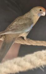 Pennant rosella pop, Dieren en Toebehoren, Vogels | Parkieten en Papegaaien, Vrouwelijk, Parkiet