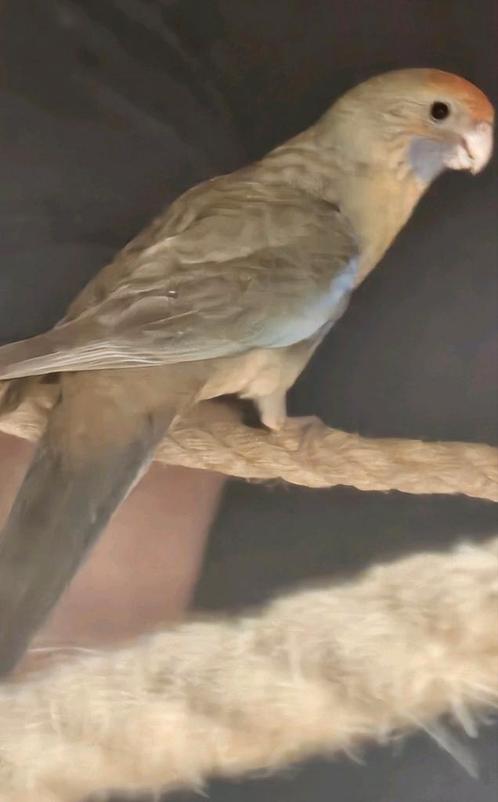 Pennant rosella pop, Dieren en Toebehoren, Vogels | Parkieten en Papegaaien, Parkiet, Vrouwelijk