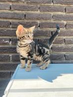Uniek mix Bengaal x Noorse boskat kitten zoekt gouden mand🐾, Poes, Ontwormd, 0 tot 2 jaar