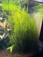 Flame mos aquarium garnalen, Kreeft, Krab of Garnaal, Zoetwatervis