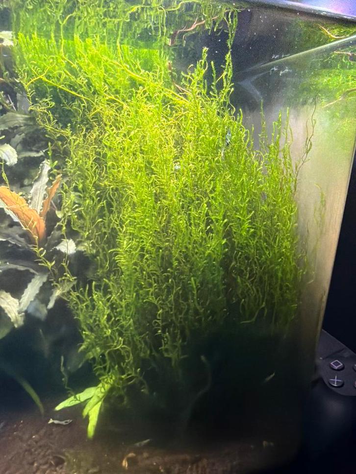 Flame mos aquarium garnalen, Dieren en Toebehoren, Vissen | Aquariumvissen, Zoetwatervis, Kreeft, Krab of Garnaal