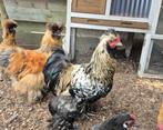 Te koop zijdehoen kriel, Dieren en Toebehoren, Meerdere dieren, Kip