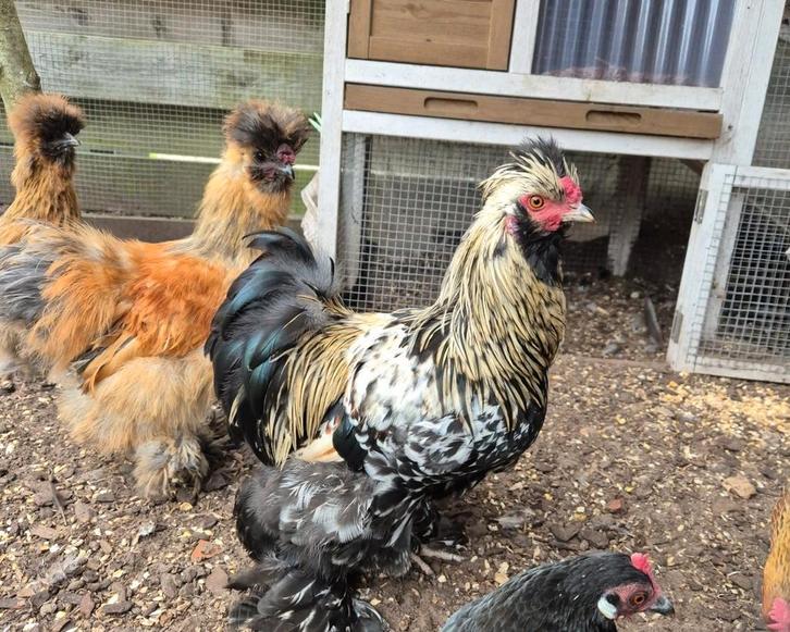 Te koop zijdehoen kriel, Dieren en Toebehoren, Pluimvee, Kip, Meerdere dieren