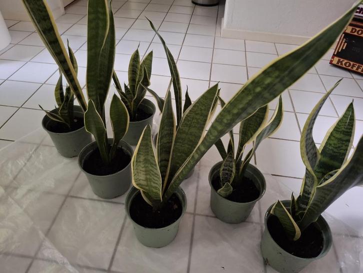 Te koop: Mooie Sanseveria's., Huis en Inrichting, Kamerplanten, Overige soorten, Minder dan 100 cm, Bloeiende kamerplant, Volle zon