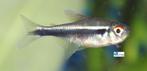 Zwarte Neon, Dieren en Toebehoren, Vissen | Aquariumvissen, Vis, Zoetwatervis, Schoolvis