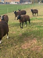 Zwartbles dek ram (afkomstig van stamboek ouders), Mannelijk, Schaap