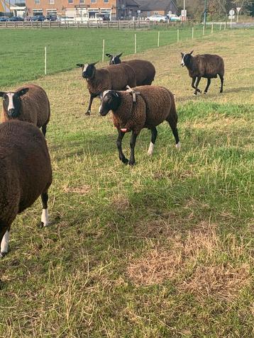 Zwartbles dek ram (afkomstig van stamboek ouders) beschikbaar voor biedingen