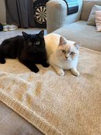 Britse kortharen 7 maandjes oud, Poes