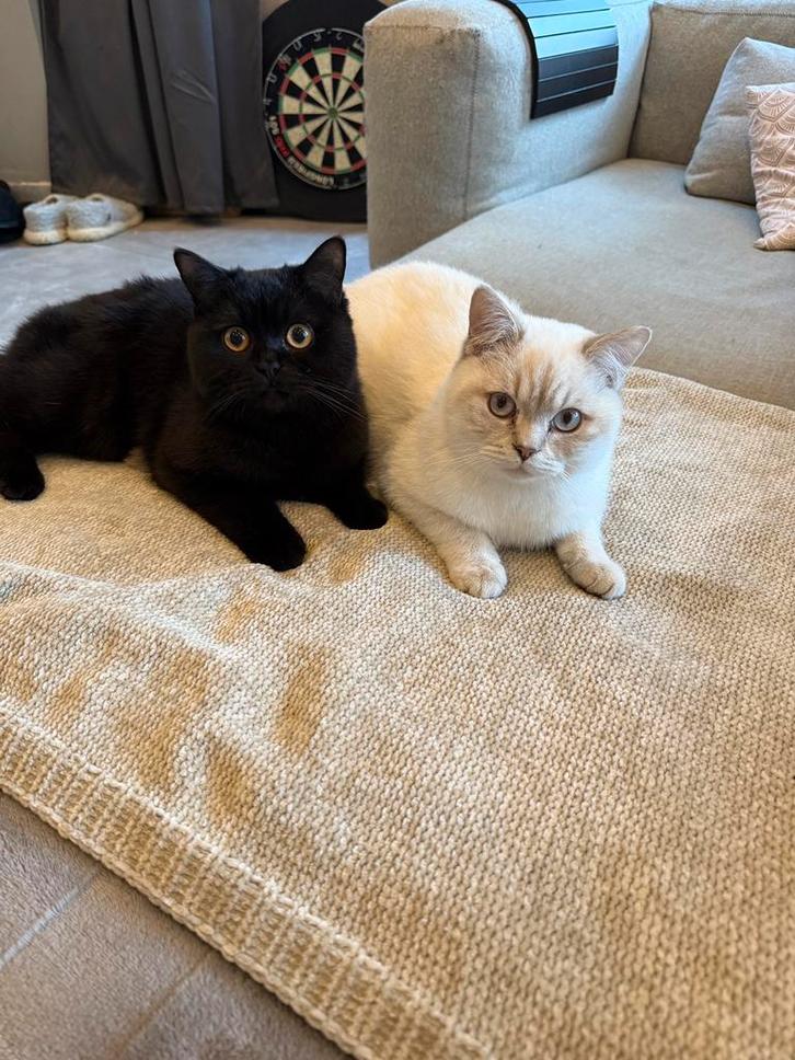 Britse kortharen 7 maandjes oud, Dieren en Toebehoren, Katten en Kittens | Raskatten | Korthaar, Poes