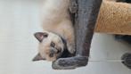 Ragdoll's katten  foto1, 2, jongens foto 3, meisje, Dieren en Toebehoren, Katten en Kittens | Dekkaters