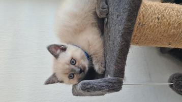 Ragdoll's katten  foto1, 2, jongens foto 3, meisje beschikbaar voor biedingen