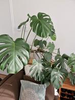 Monstera gatenplant veel bladeren, Huis en Inrichting, Kamerplanten, Ophalen, Halfschaduw
