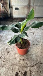 Mooie grote musa potmaat 35, Ophalen, Halfschaduw, Minder dan 100 cm
