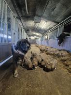 Leonberger x Berner Sennen pups, Parvo, Nederland, Meerdere, Meerdere dieren