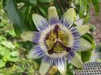 Passiebloem passiflora stek 180cm, Tuin en Terras, Planten | Tuinplanten, Ophalen, Zomer, Volle zon