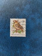 Vogel.  Appelvink. België, Ophalen of Verzenden, Dier of Natuur