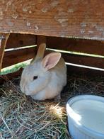 meerdere dieren, Dieren en Toebehoren, Konijnen, Meerdere dieren, Hangoor