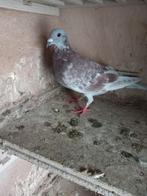 postduiven, Dieren en Toebehoren, Meerdere dieren, Postduif