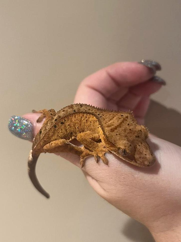 Wimpergekko baby pv dalmatian