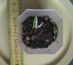 Philodendron White Princess, Huis en Inrichting, Kamerplanten, Overige soorten, Minder dan 100 cm, Groene kamerplant, Halfschaduw