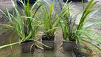 Liriope Big Bleu licht licht paarse bloem, Vaste plant, Halfschaduw, Zomer, Ophalen