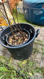 Twee rubbere planten bakken, Kunststof, Minder dan 60 cm, Rond, Ophalen of Verzenden